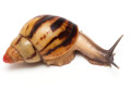 Archachatina papyracea adelinae Cameroon adult F1